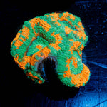 Tony the Tiger Acan - riptide aquaculture llc