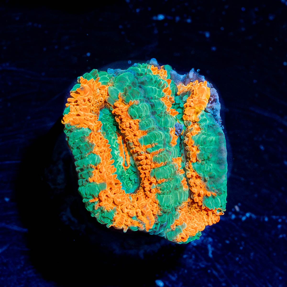 Tony the Tiger Acan 
