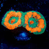 Pit Viper Acan - riptide aquaculture llc