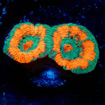 Pit Viper Acan - riptide aquaculture llc
