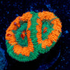 Pit Viper Acan 