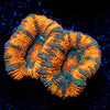 Valkyrie Acan - riptide aquaculture llc