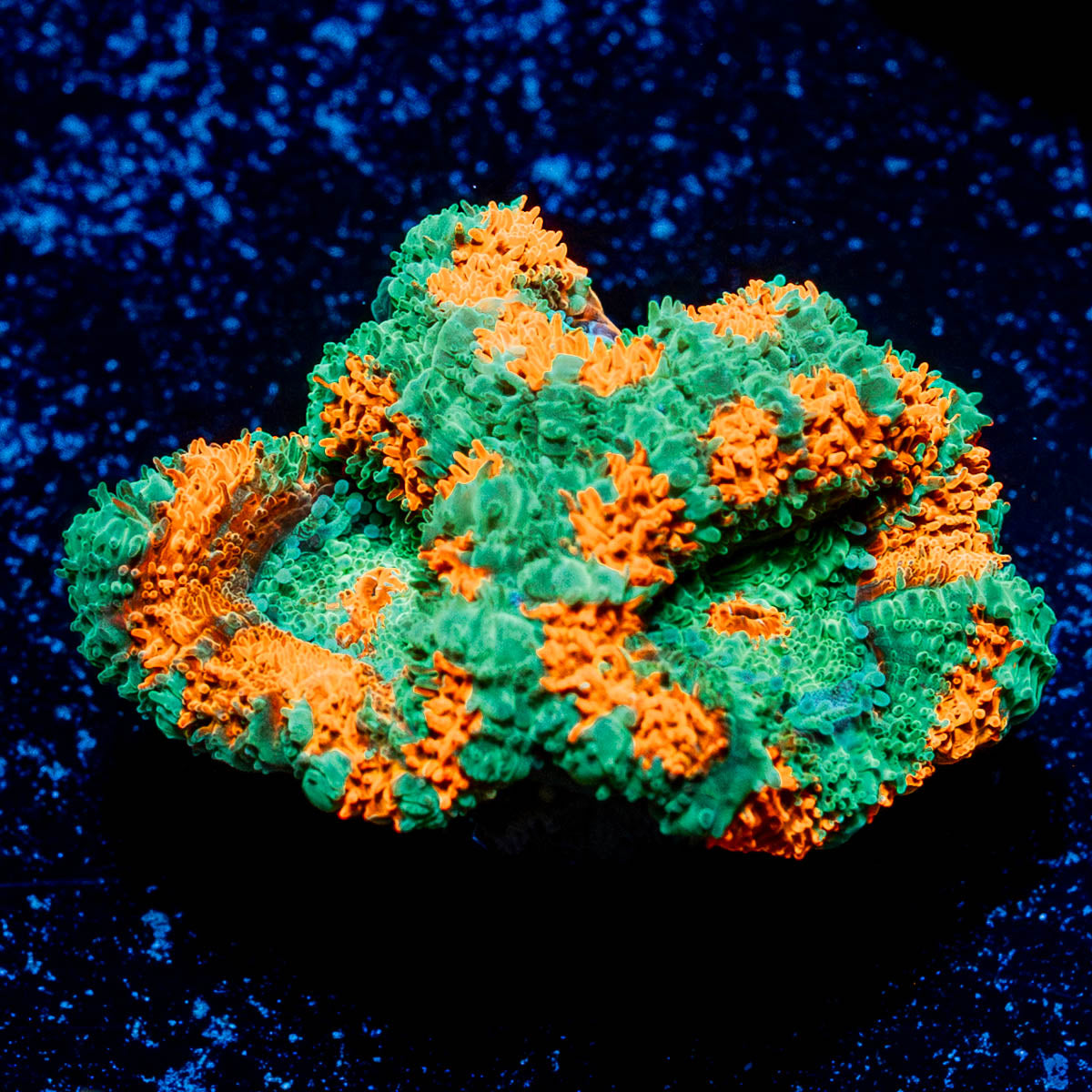 Tony the Tiger Acan 