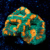Pit Viper Acan 