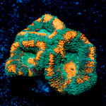 Pit Viper Acan 