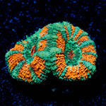 Tony the Tiger Acan 