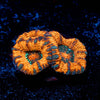 Valkyrie Acan - riptide aquaculture llc