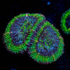 Acan / Micromussa 