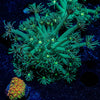 Toxic Goniopora - riptide aquaculture llc