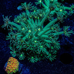 Toxic Goniopora - riptide aquaculture llc