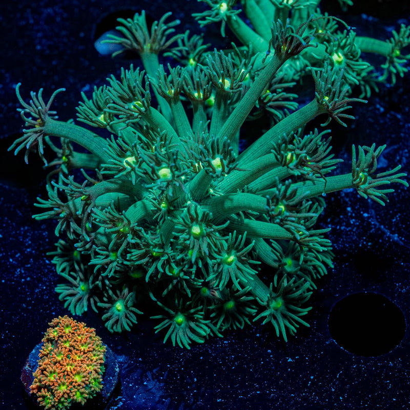 Toxic Goniopora