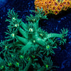 Toxic Goniopora 