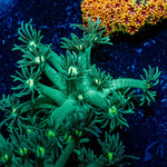 Toxic Goniopora 