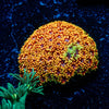 Rainbow barnardapora - riptide aquaculture llc