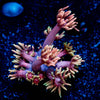 Iron Man Goniopora 
