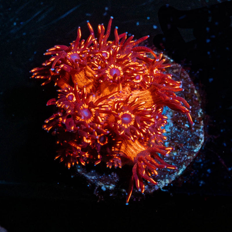 Red Goniopora