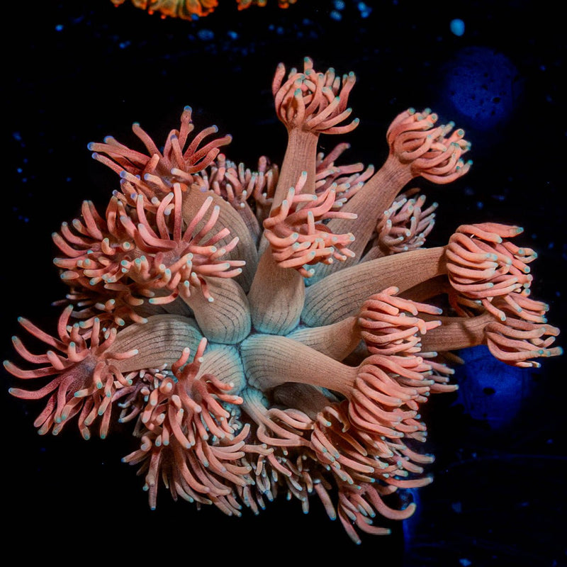 Hunch Punch Goniopora