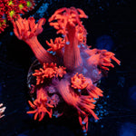 Red Bull Goniopora - riptide aquaculture llc