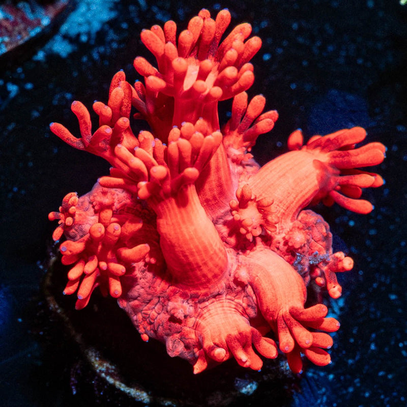 Red Bull Goniopora