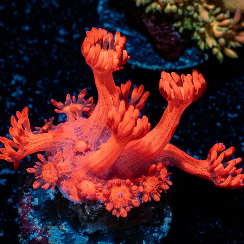 Red Bull Goniopora