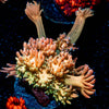 Encore Goniopora - riptide aquaculture llc