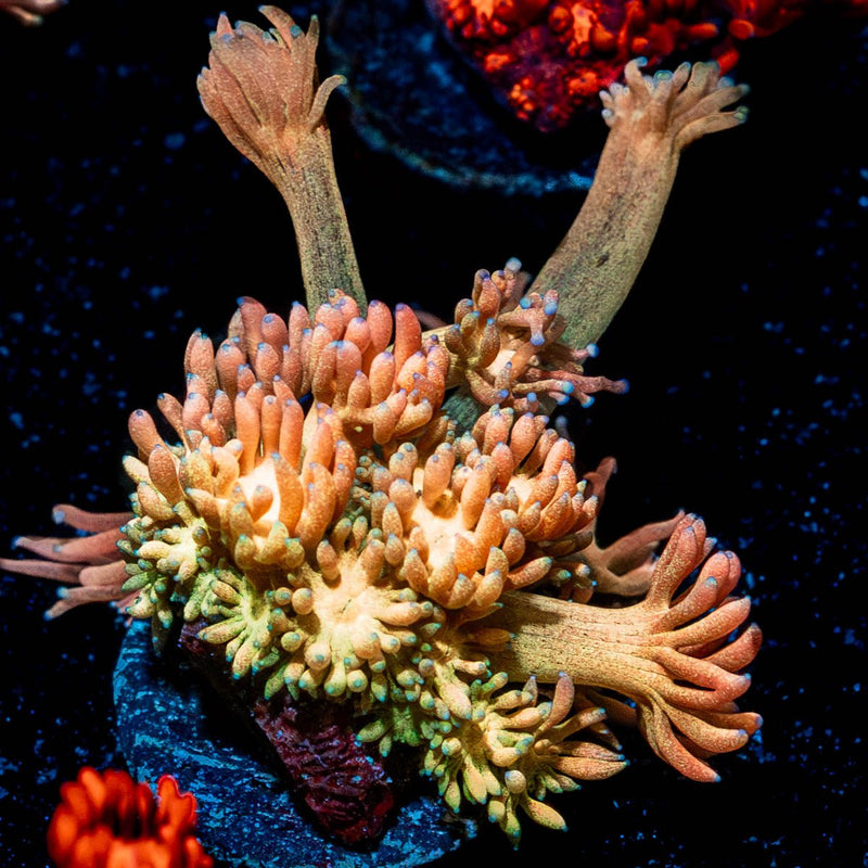 Encore Goniopora