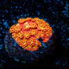 Rainbow Bernardpora - riptide aquaculture llc