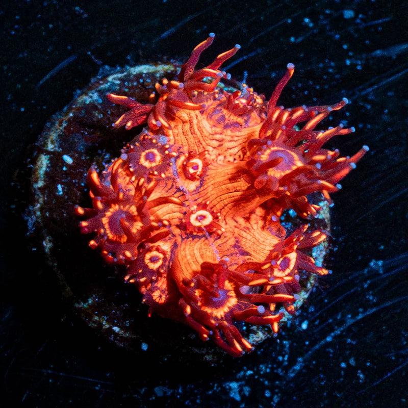 Red Goniopora