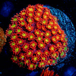 Chili Boom Bernardpora - riptide aquaculture llc