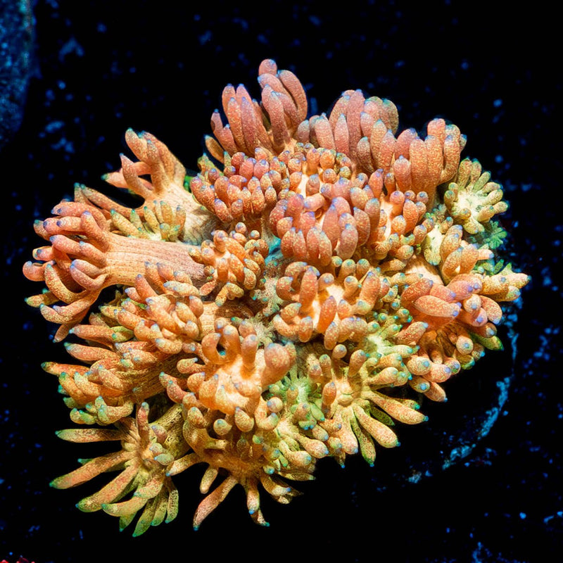 Encore Goniopora