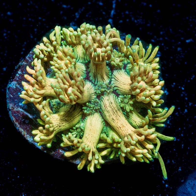 Tweety Bird Goniopora