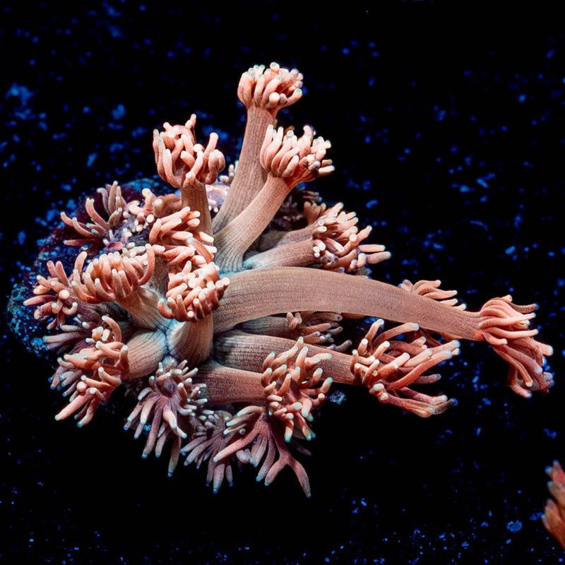 Hunch Punch Goniopora
