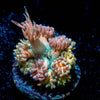 Encore Goniopora - riptide aquaculture llc