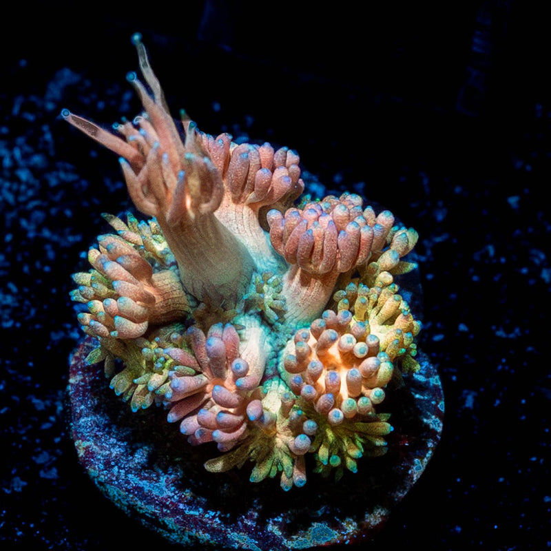 Encore Goniopora