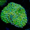 Ricordea Mushroom - riptide aquaculture llc