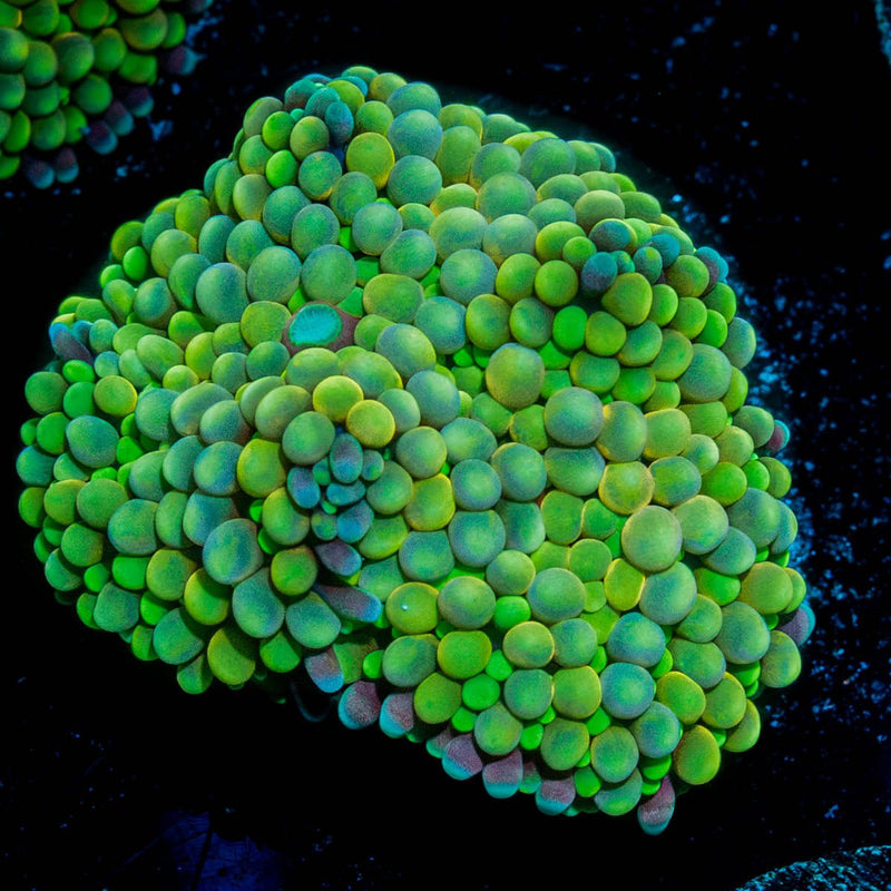 Ricordea Mushroom