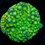 Ricordea Mushroom - riptide aquaculture llc