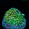 Ricordea Mushroom - riptide aquaculture llc