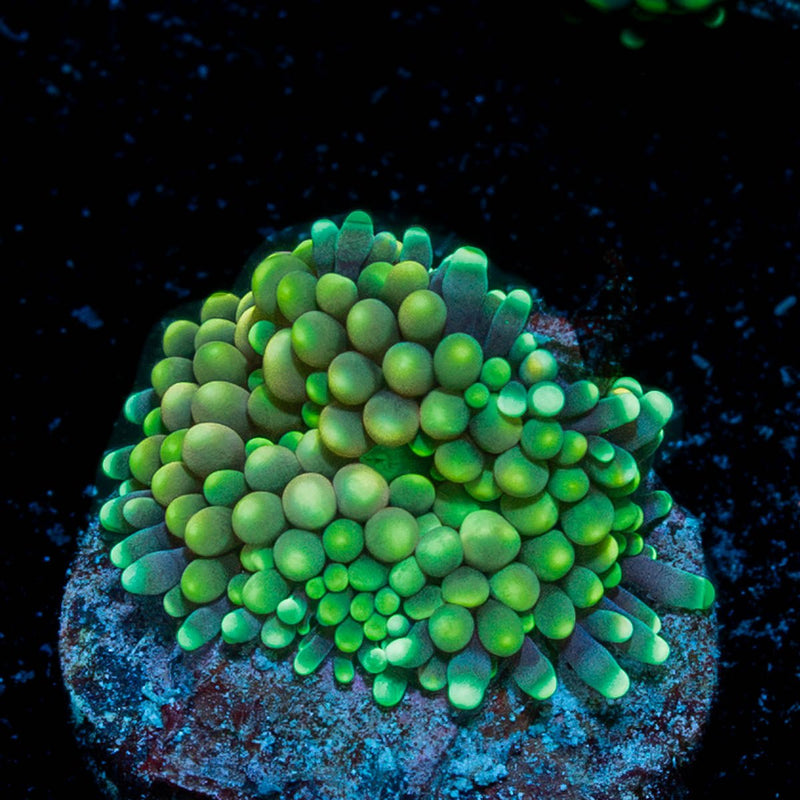 Ricordea Mushroom