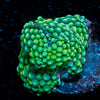 Ricordea Mushroom - riptide aquaculture llc