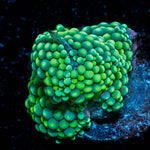 Ricordea Mushroom - riptide aquaculture llc