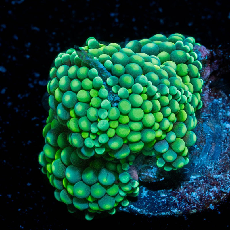 Ricordea Mushroom