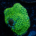 Ricordea Mushroom - riptide aquaculture llc