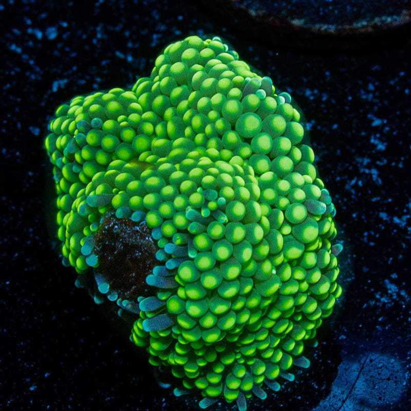 Ricordea Mushroom