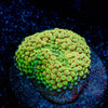 Ricordea Mushroom - riptide aquaculture llc