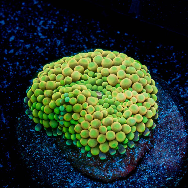 Ricordea Mushroom