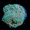 Ricordea Mushroom - riptide aquaculture llc