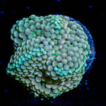 Ricordea Mushroom - riptide aquaculture llc