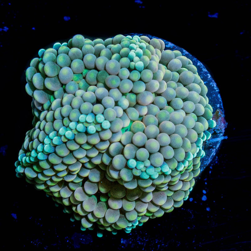Ricordea Mushroom