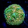 Ricordea Mushroom - riptide aquaculture llc